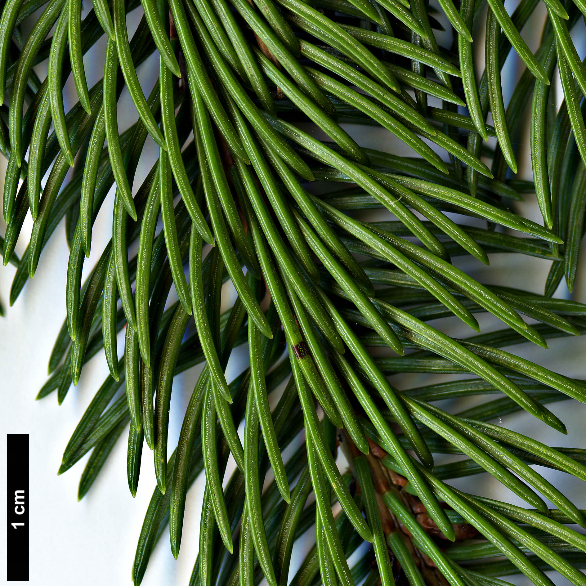 High resolution image: Family: Pinaceae - Genus: Picea - Taxon: ×lutzii (P.glauca × P.sitchensis)
